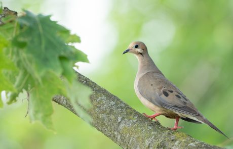 למה נוכחות יונים יכולה לסכן את הבריאות