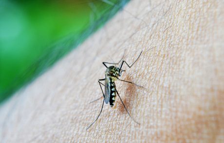בעולם השלישי מתים ממלריה, בעולם המערבי – מעמידות לאנטיביוטיקה