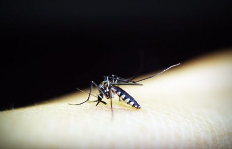 טפיל המלריה עובד עלינו….