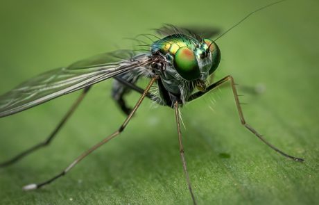 איך נפטרים מהעקיצות של היתושים? יתושים זה לא רק בקיץ!