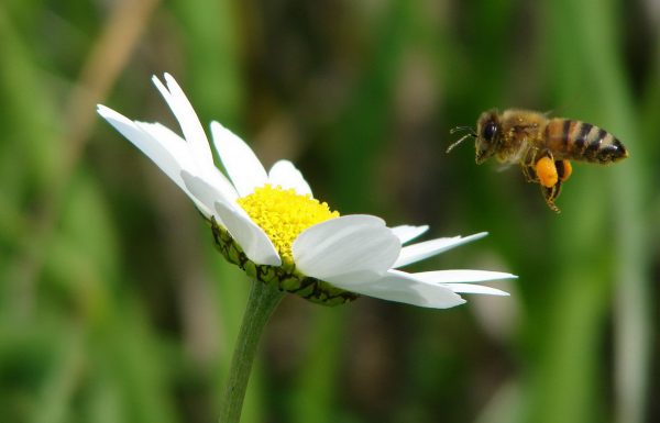 מחקר חדש: דבורת הדבש יכולה להבחין בין מספר זוגי לאי זוגי בדיוק כמו בני האדם